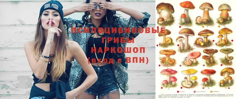 Псилоцибиновые грибы Psilocybe  blacksprut ссылка  Данков 